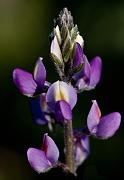 Arizona Lupine, Lupinus arizonicus 0844